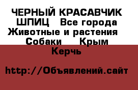 ЧЕРНЫЙ КРАСАВЧИК ШПИЦ - Все города Животные и растения » Собаки   . Крым,Керчь